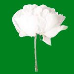 Academia do Luto - Marcia Amorim